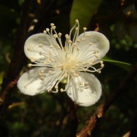 Eugenia roxburghii DC.